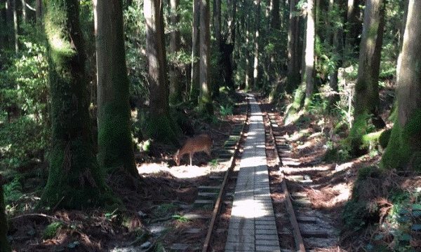 屋久島観光の目玉の 縄文杉 歩くときの注意点やおすすめの持ち物 実際の登山の様子を紹介 観光マニアのおすすめ旅