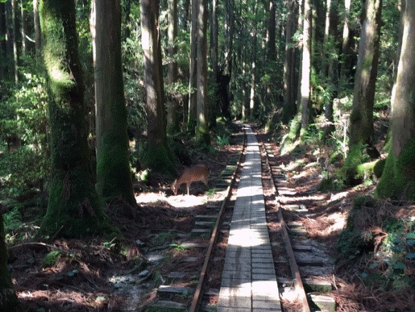 屋久島観光の目玉の 縄文杉 歩くときの注意点やおすすめの持ち物 実際の登山の様子を紹介 観光マニアのおすすめ旅