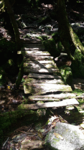 【屋久島】白谷雲水峡往復の所要時間と見どころ【登山初心者が紹介】2