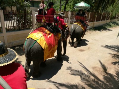 「Chang-Puak-Camp」で象に乗るトラと写真も【バンコク近郊】