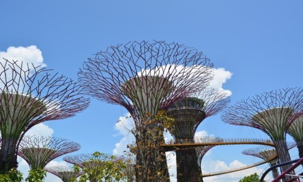 ガーデンズバイザベイの魅力と見どころ 常夏シンガポールの巨大植物園 観光マニアのおすすめ旅