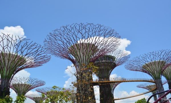 ガーデンズバイザベイの魅力と見どころ【常夏シンガポールの巨大植物園】1
